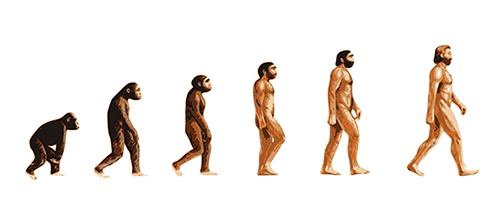 Drawing of human evolution from ape to human.