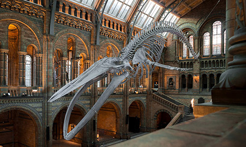 Whale skeleton hanging from the ceiling in a large gallery.