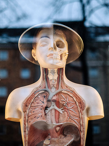 Human anatomy model in a window with a hat on.