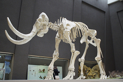 Full standing skeleton of a mammoth.