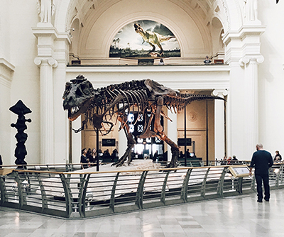 Exhibition of a full sized Tyrannasaurus Rex skeleton.