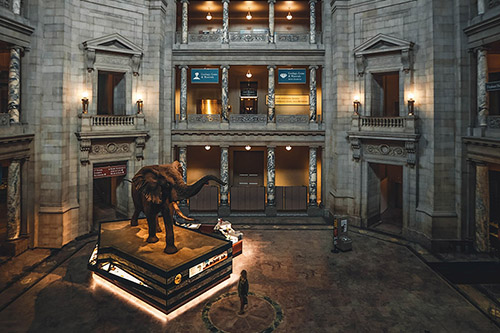 Night time display, in a low lit gallery, of a mammoth with big tusks.